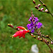 A lone survivor of the mombretia with the purple Loosestrife