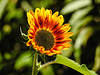 20220922 1731CPw [D~LIP] Sonnenblume (Helianthus annuus), Bad Salzuflen