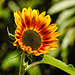 20220922 1731CPw [D~LIP] Sonnenblume (Helianthus annuus), Bad Salzuflen