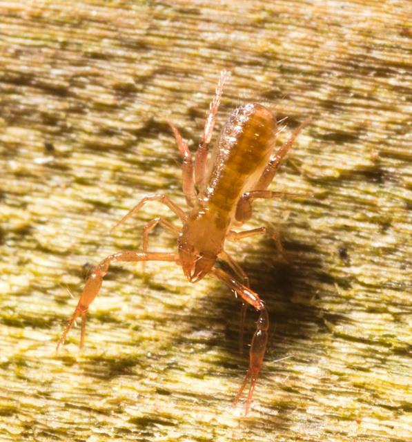 IMG 9272 Pseudoscorpion