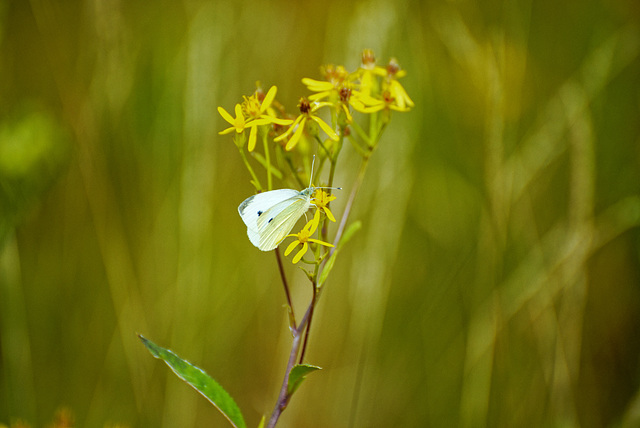 20230814_benneckenstein moserteich