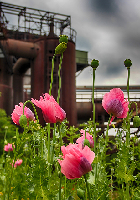 Mohn im  Hüttenparadies