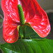 Anthurium