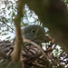 pigeon ramier (Columba palumbus)