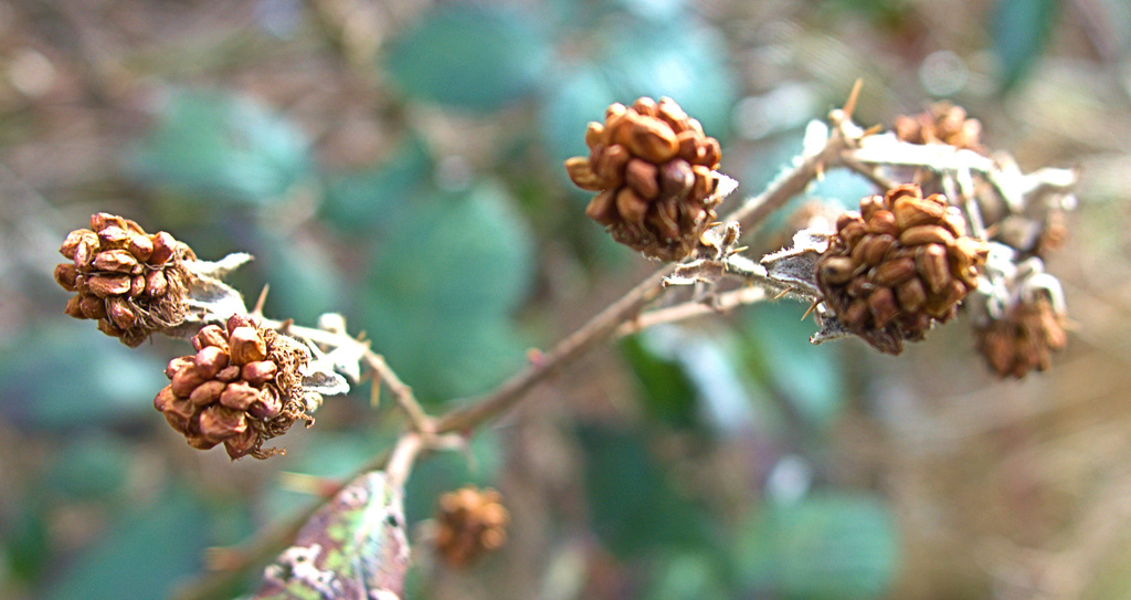 Spiked, Dried and Thorny