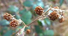 Spiked, Dried and Thorny