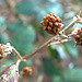 Spiked, Dried and Thorny