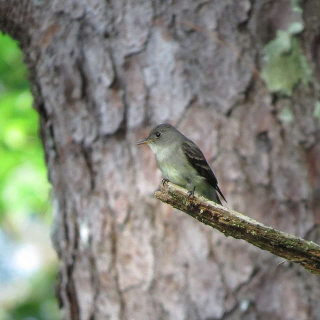 Acadian flycatcher