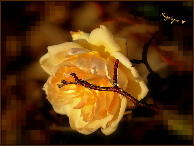 La Belle Jaune de Novembre !