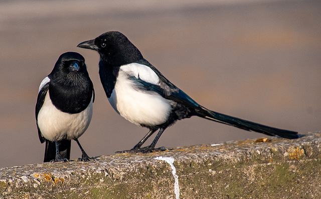 ipernity: Magpies - by Maeluk