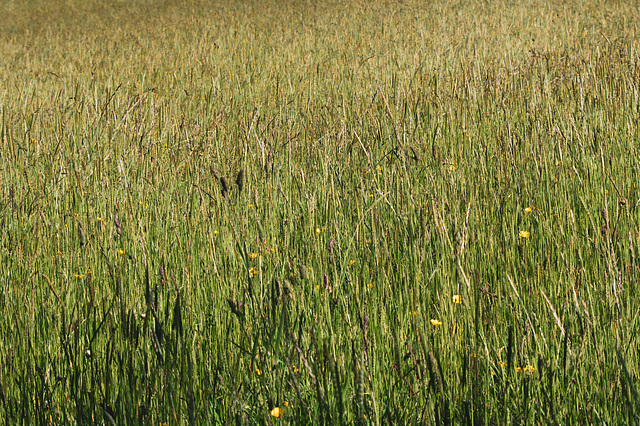 Warm light on grasses