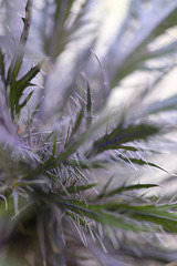 DSCF0670