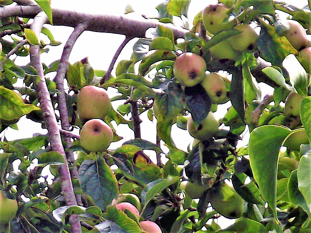 So many apples - they look ready to pick too