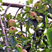 So many apples - they look ready to pick too