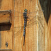 Darner dragonfly, Akesi Farms