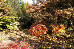 Autumn Colours In The Walled Garden