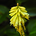 20220922 1737CPw [D~LIP] Schopf-Fackelilie (Kniphofia uvaria), Bad Salzuflen