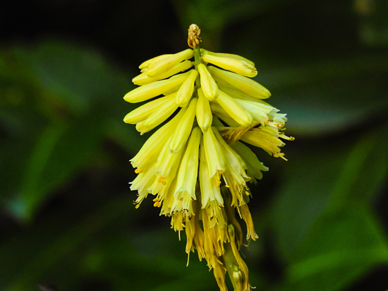 20220922 1737CPw [D~LIP] Schopf-Fackelilie (Kniphofia uvaria), Bad Salzuflen