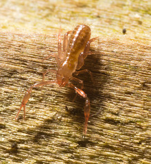 IMG 9286 Pseudoscorpion