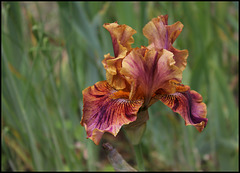 Iris Crimson Tiger (2)