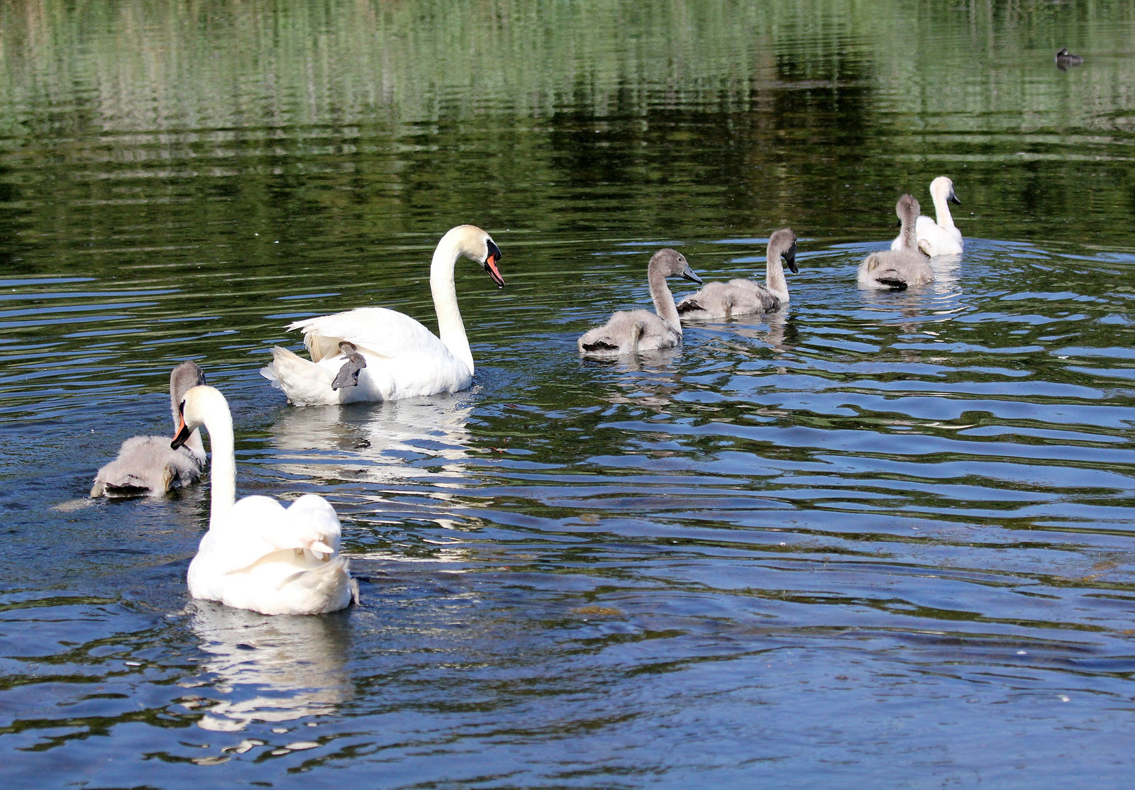 Familie Schwan macht einen Ausflug