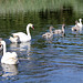 Familie Schwan macht einen Ausflug