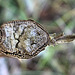 Spiked, Dried and Thorny