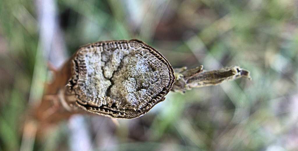 Spiked, Dried and Thorny