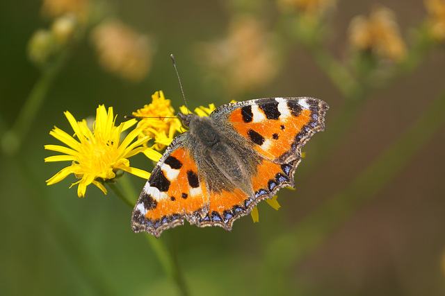 Kleiner Fuchs (Aglais urticae) auf gelber Blüte