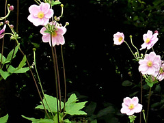 Don't they stand out against the dark foliage in the garden?