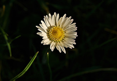 Wooopsa Daisy!!
