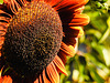 20220922 1739CPw [D~LIP] Sonnenblume (Helianthus annuus), Bad Salzuflen