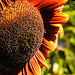 20220922 1739CPw [D~LIP] Sonnenblume (Helianthus annuus), Bad Salzuflen