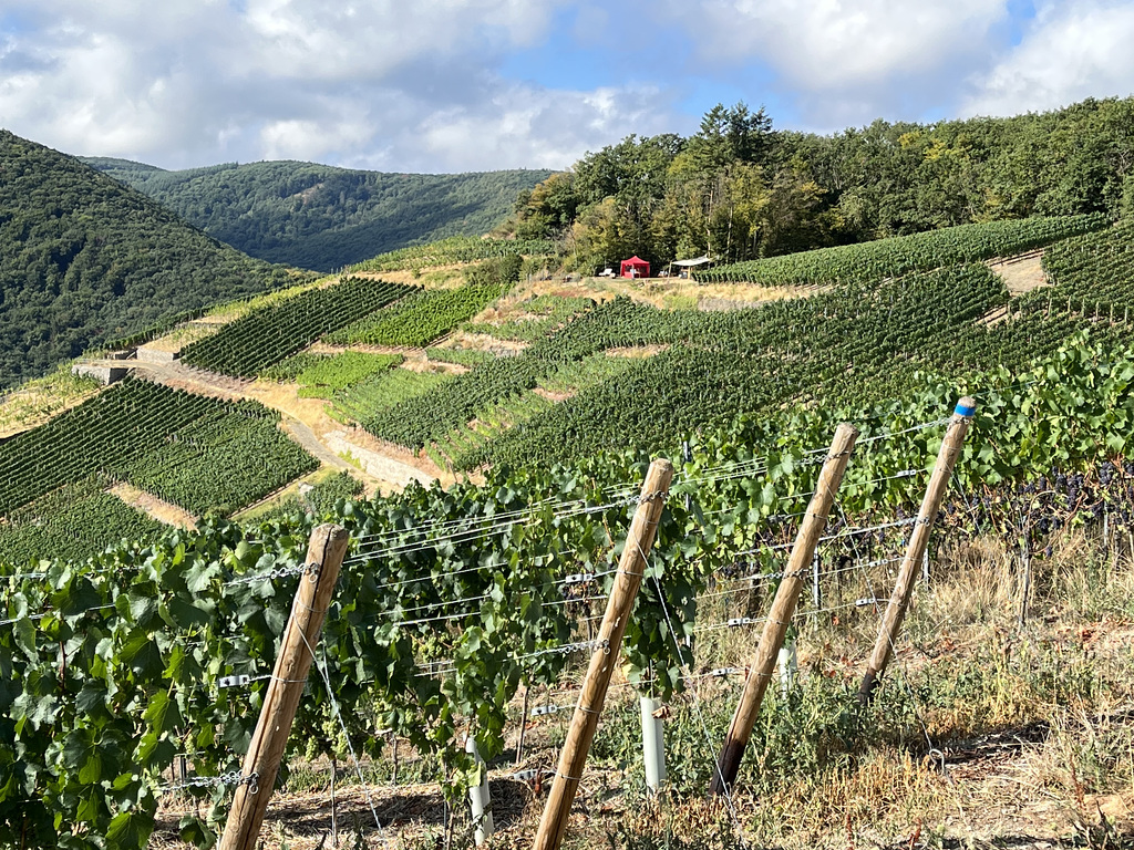 Weinberge bei Walporzheim