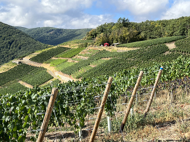 Weinberge bei Walporzheim