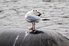 Black-Headed Gull