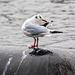 Black-Headed Gull