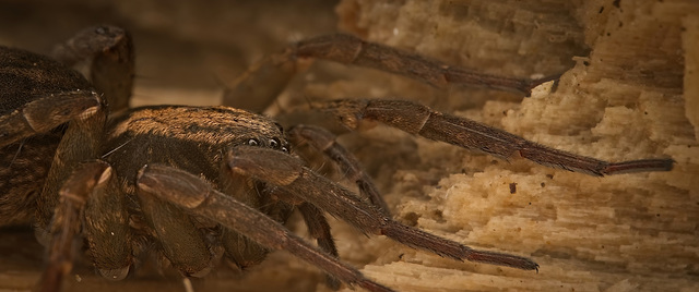 Der Dunklen Wolfspinne (Pardosa amentata) sehr nahe gekommen :)) Got very close to the Dark Wolf Spider (Pardosa amentata) :)) Je me suis beaucoup rapproché de l'araignée-loup noire (Pardosa amentata) Der Dunklen Wolfspinne (Pardosa amentata) sehr nahe gekommen :)) Got very close to the Dark Wolf Spider (Pardosa amentata) :)) Je me suis beaucoup rapproché de l'araignée-loup noire (Pardosa amentata)