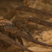 Der Dunklen Wolfspinne (Pardosa amentata) sehr nahe gekommen :)) Got very close to the Dark Wolf Spider (Pardosa amentata) :)) Je me suis beaucoup rapproché de l'araignée-loup noire (Pardosa amentata) :))