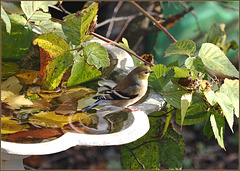 Sunny afternoon. Goldfinch at the beach. Sunny afternoon. Goldfinch at the beach.
