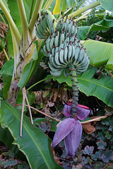 Bananen am Straßenrand - Bananas by the roadside