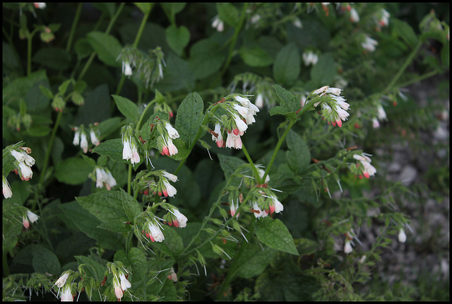 Consoude - Symphytum ibericum