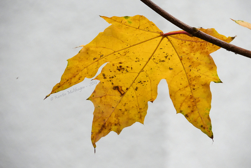 Herbstblatt