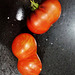 weird tomatoes