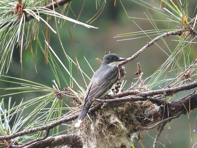 Eastern kingbird on nest