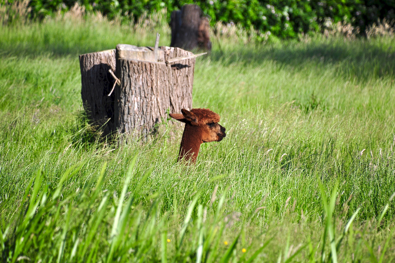 Alpaca