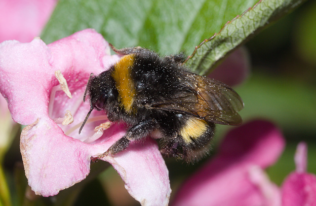 BumblebeeIMG 4873