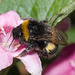 BumblebeeIMG 4873