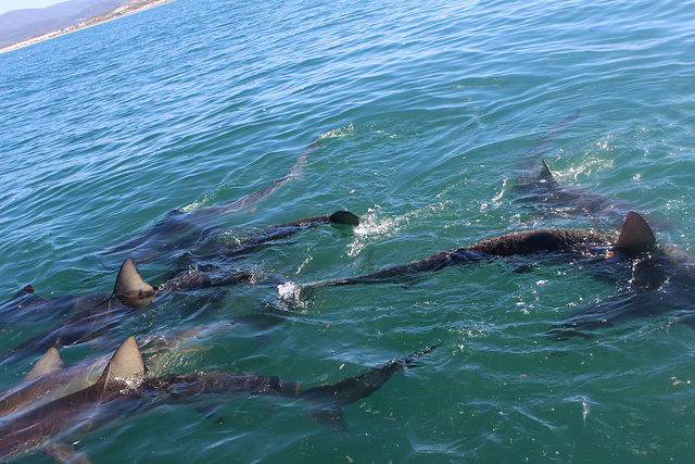 Sharks Feeding