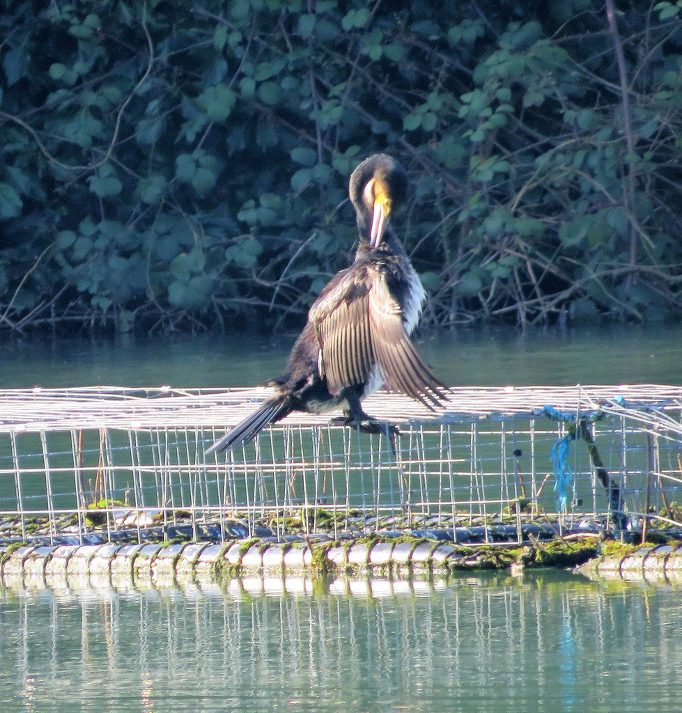 Time For Some Preening.